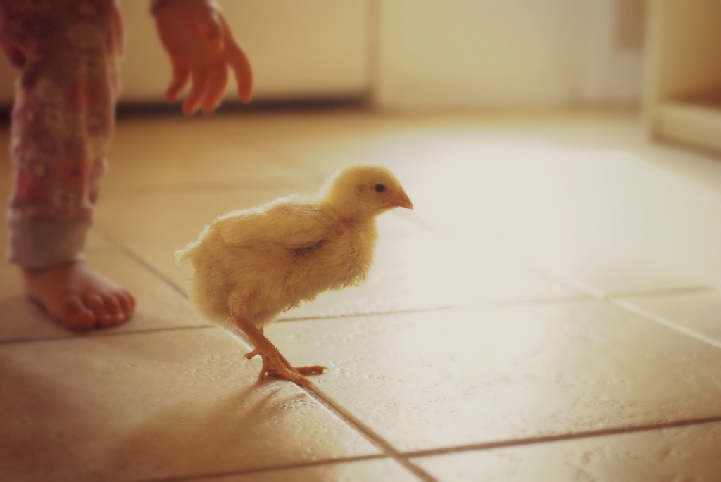 chicks 001-1