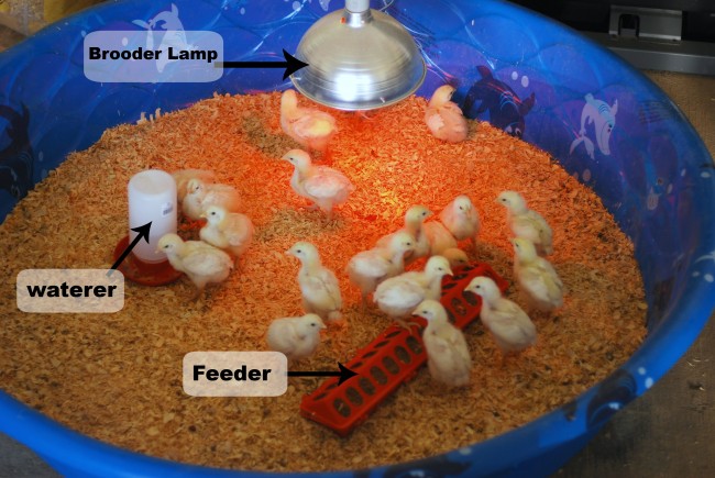 Raising Meat Chickens: Caring for Chicks | The Toups Address