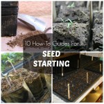 10 How-To Guides For Seed Starting