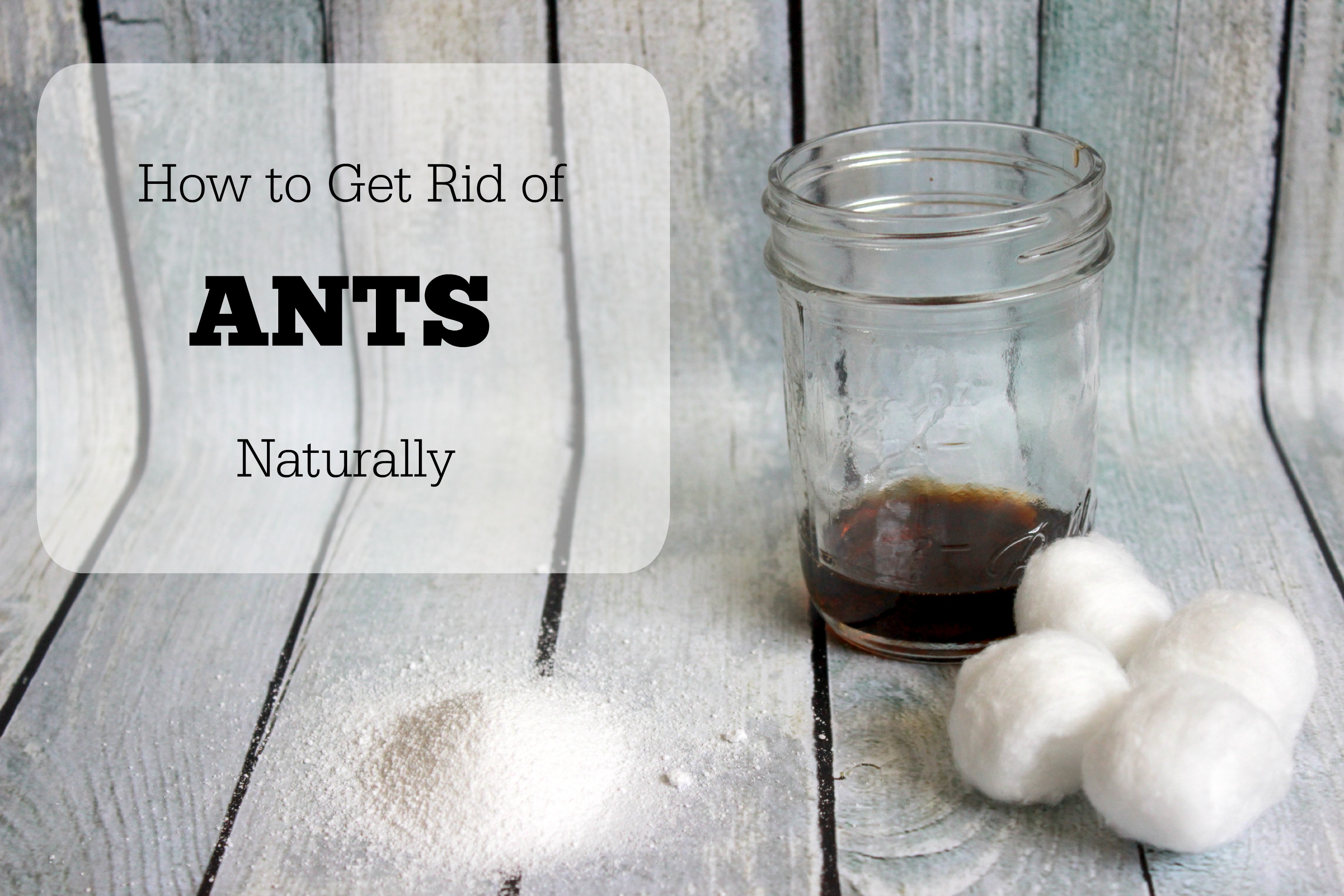 Get Rid of Ants Naturally - www.thetoupsaddress.com