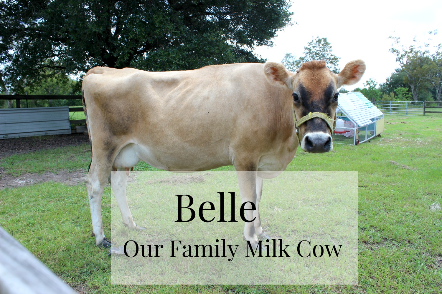 Meet Belle: Our Family Milk Cow