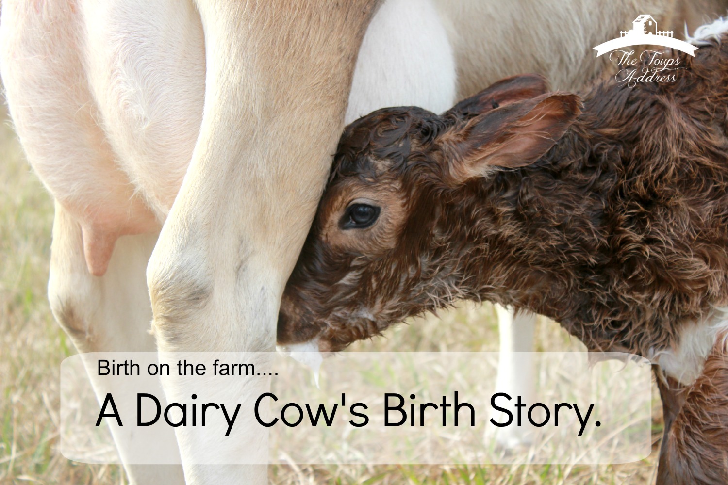 Birth on the farm...A Dairy Cow's Birth Story